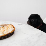31_Koks šunų maistas tinkamiausias, esant jautriam skrandžiui