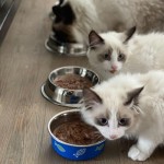 Kaip dažnai katei duoti maisto?